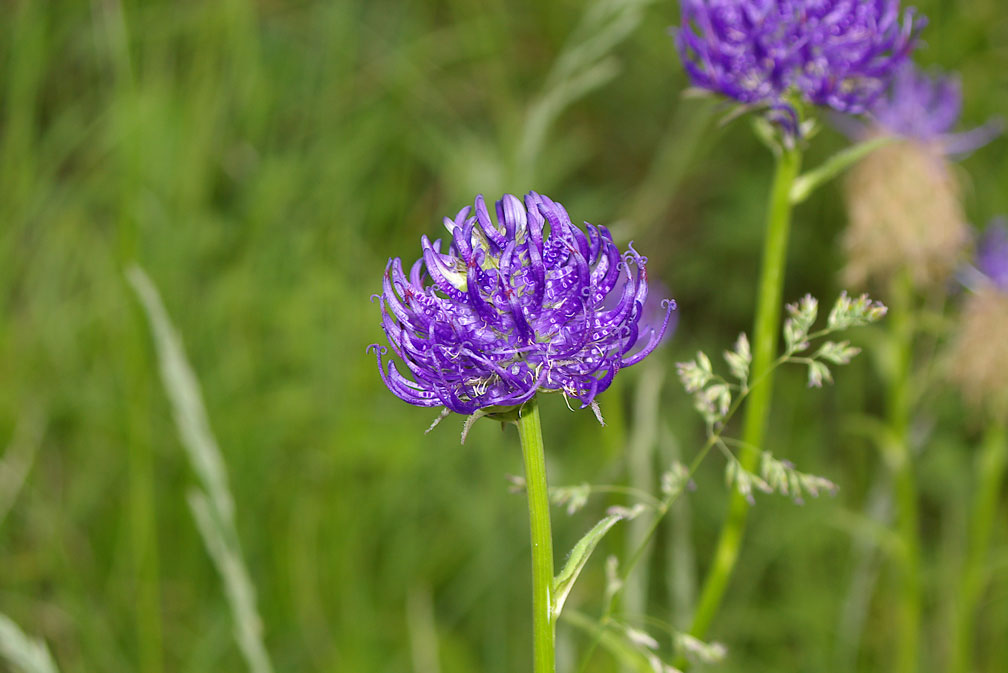 Phyteuma orbiculare / Raponzolo orbiculare